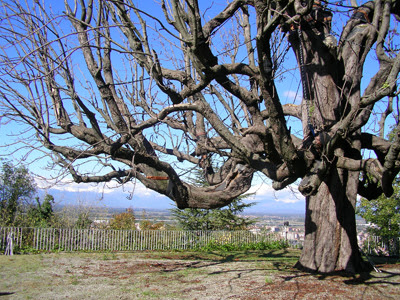 immagine albero monumentale
