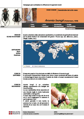 aromia bungii