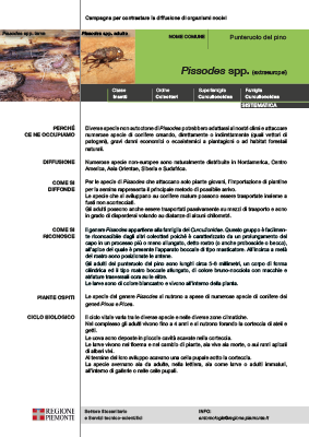 pissoides
