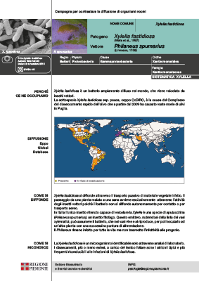 xylella